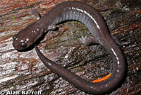 Del Norte Salamander