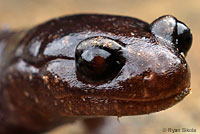 Painted Ensatina