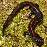 Del Norte Salamander