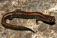 Del Norte Salamander