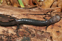 Del Norte Salamander