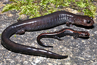 Del Norte Salamander