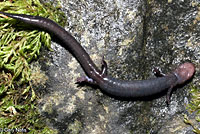 Del Norte Salamander