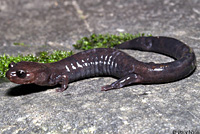 Del Norte Salamander