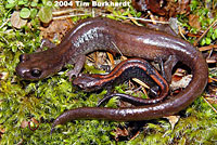 Scott Bar Salamander