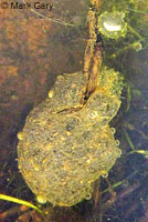 CA Tiger Salamander Egg