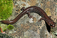 Siskiyou Mountains Salamander