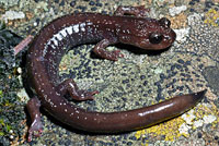 Siskiyou Mountains Salamander