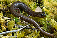 Siskiyou Mountains Salamander