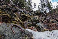 Siskiyou Mountains Salamander