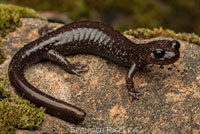 Siskiyou Mountains Salamander