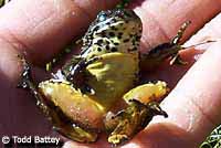 Sierra Nevada Yellow-legged Frog