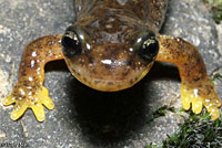 Southern Torrent Salamander