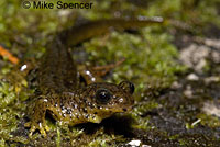 Southern Torrent Salamander