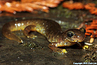 Southern Torrent Salamander