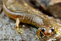 Southern Torrent Salamander