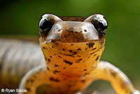 Southern Torrent Salamander