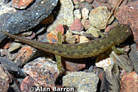 Southern Torrent Salamander larva