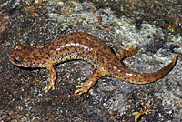 Southern Torrent Salamander