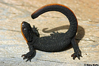 salamander