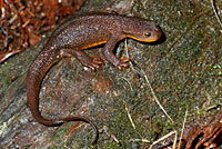 Rough-skinned Newt