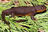 Rough-skinned Newt