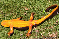 Rough-skinned Newt