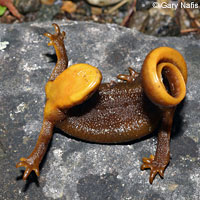 Rough-skinned Newt