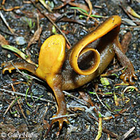 Rough-skinned Newt