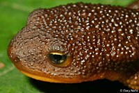 Rough-skinned Newt