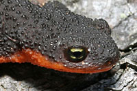 salamander