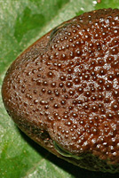 Rough-skinned Newt