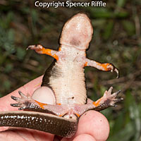 Rough-skinned Newt