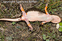 Rough-skinned Newt