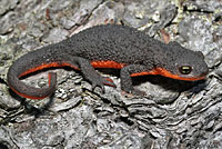 salamander