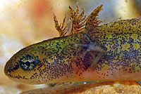 Rough-skinned Newt larva