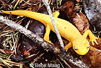 Rough-skinned Newt