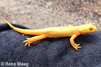 Rough-skinned Newt