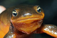 Rough-skinned Newt