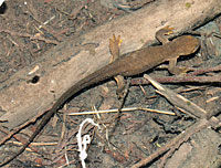 Rough-skinned Newt