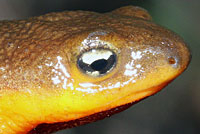 Rough-skinned Newt