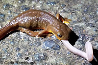 Rough-skinned Newts