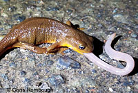 Rough-skinned Newts