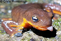 Rough-skinned Newts