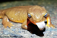 Rough-skinned Newts