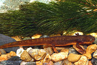 Rough-skinned Newt larva