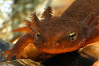 Rough-skinned Newt