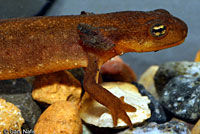 Rough-skinned Newt larva