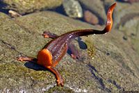 Rough-skinned Newt