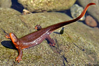 Rough-skinned Newt